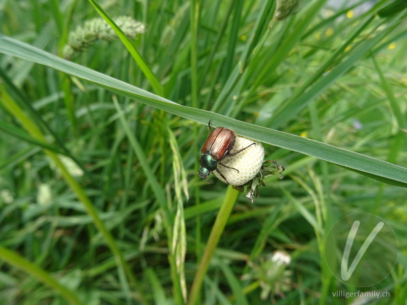 Gartenlaubkäfer: Übersicht